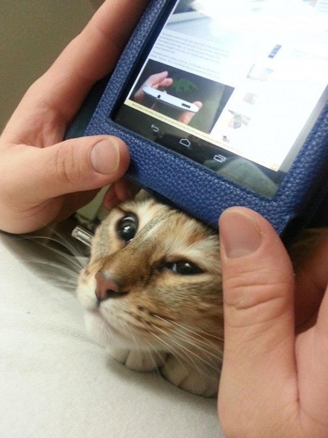 Коты, которые чихать хотели на ваше личное пространство
