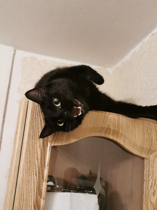 Долой политику, ура котикам!