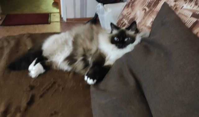 Ну, поехали в котоввторник!