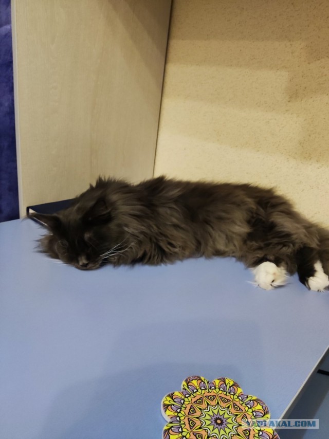 Ну, поехали в котоввторник!