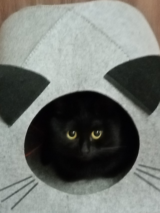 Котовторник ведь начался!