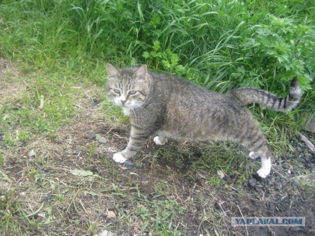 Жизнь домашнего приюта для котеек 397