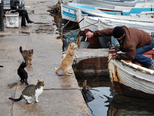 Котовторник. Немного сицилийских котов.