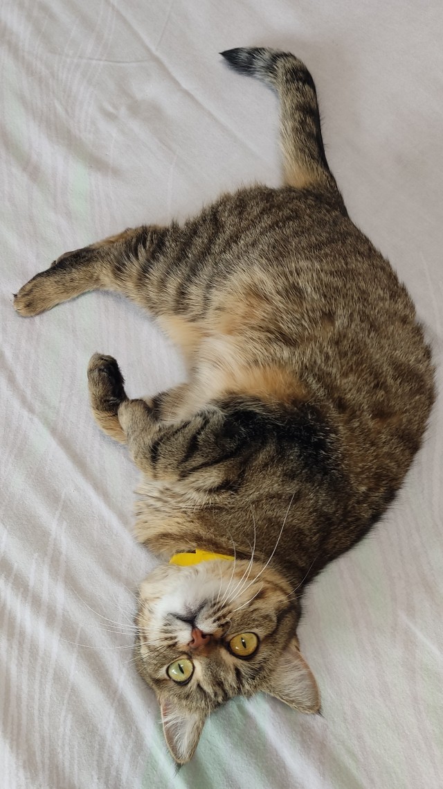 Котовторник 18.10.22