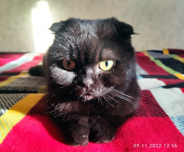 Сегодня День защиты черных котов!