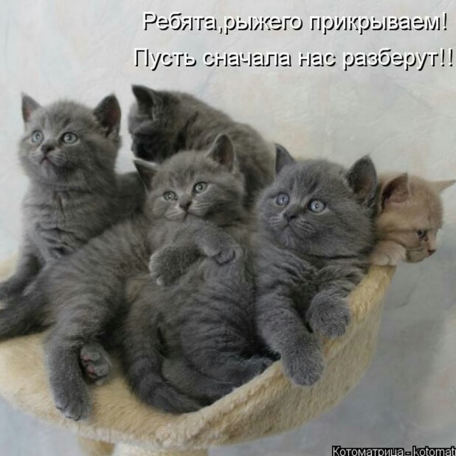 Всех выкормит