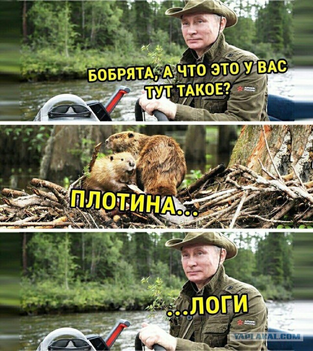 Путин приехал посмотреть, как обрабатывают шишки в Архангельской области