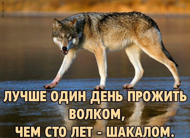 Что делать, если вдруг повстречал волка?
