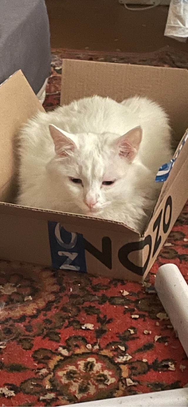 Кот - сухоглот