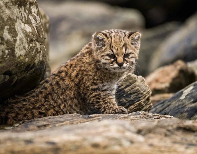Красота диких кошек