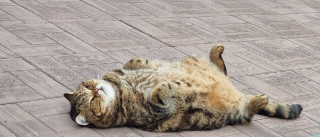 А мне сегодня котямба пожрать принёс