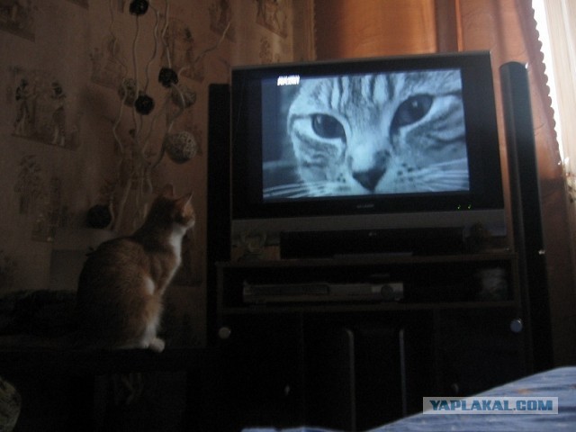Котовторник 30.04.2013