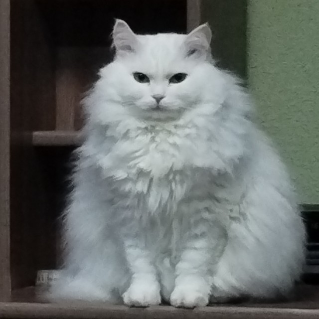 Толстые коты
