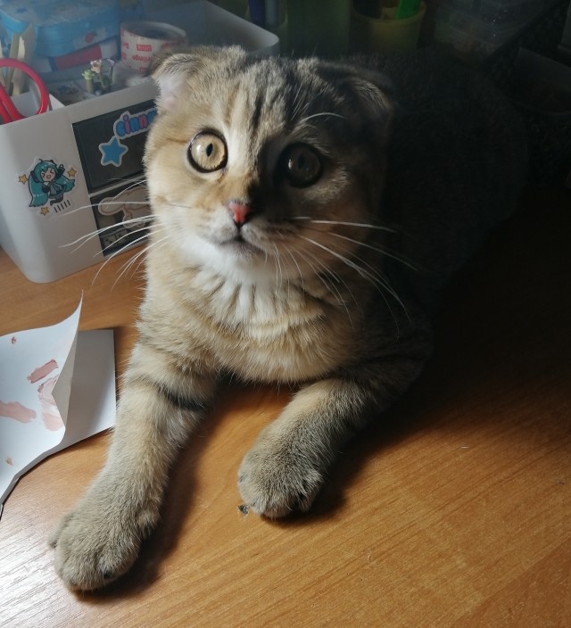 Всем кота за мой счёт. Я настаиваю