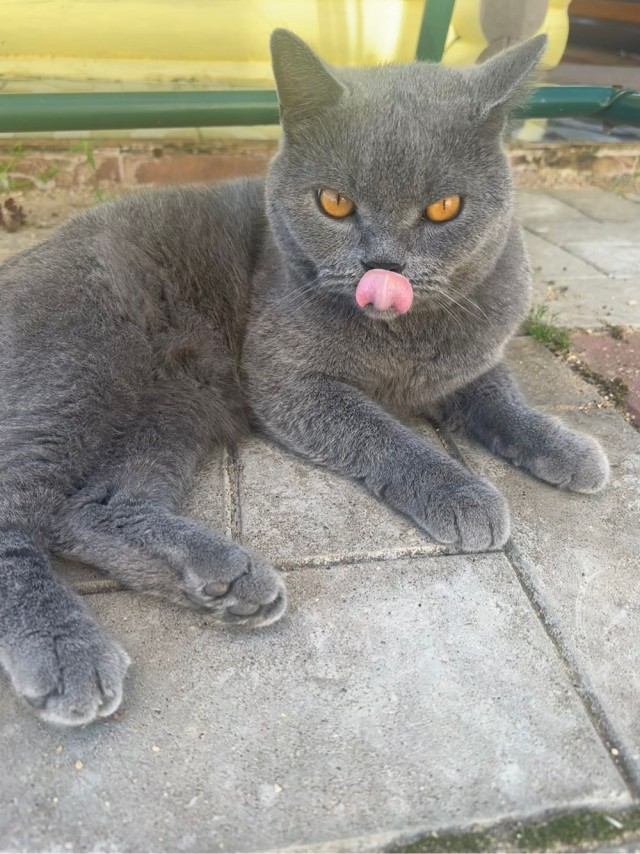 С Котовторником!