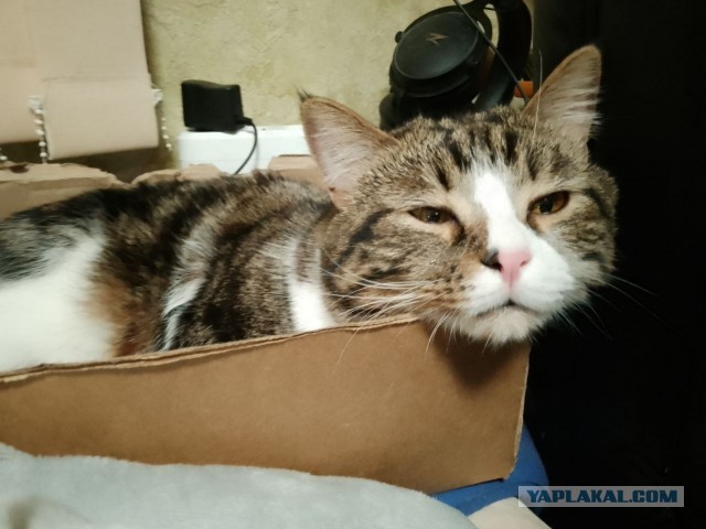 Коробочки наше фсё