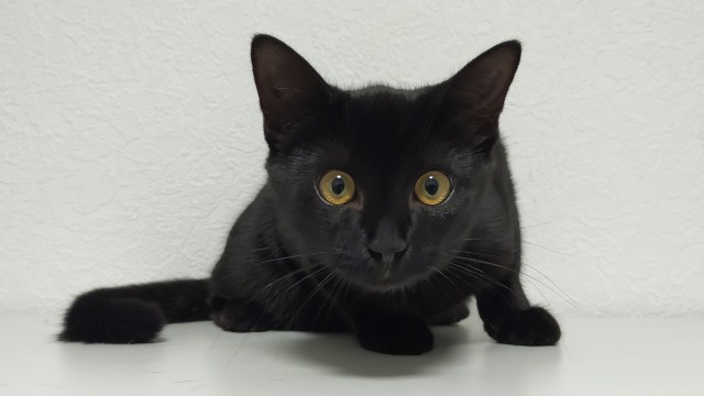 Котэ