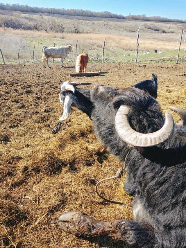 Веселая ферма: Забава. Знакомство