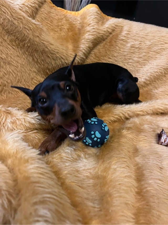 Собакочетверг!