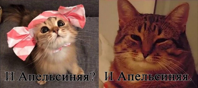 Целовать?..