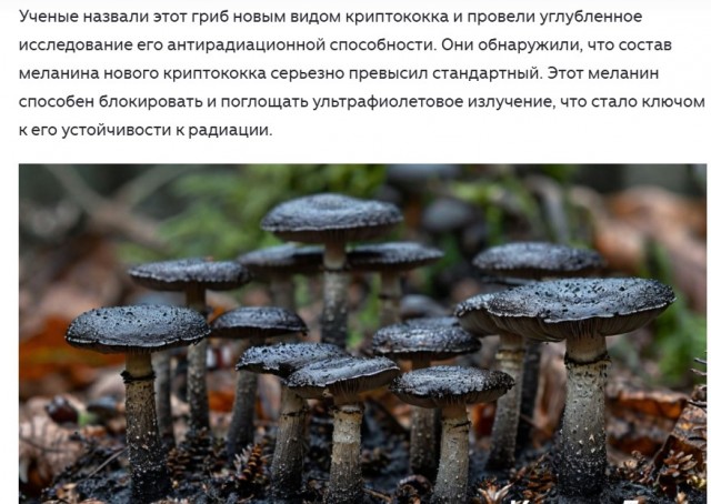 Черные грибы