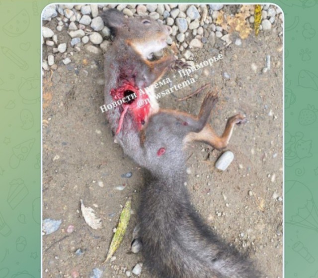 Петербуржец сделал замечание девушке за то, что не убирает дерьм@ за своей собакой