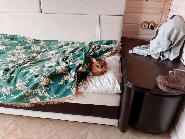 История одного котенка