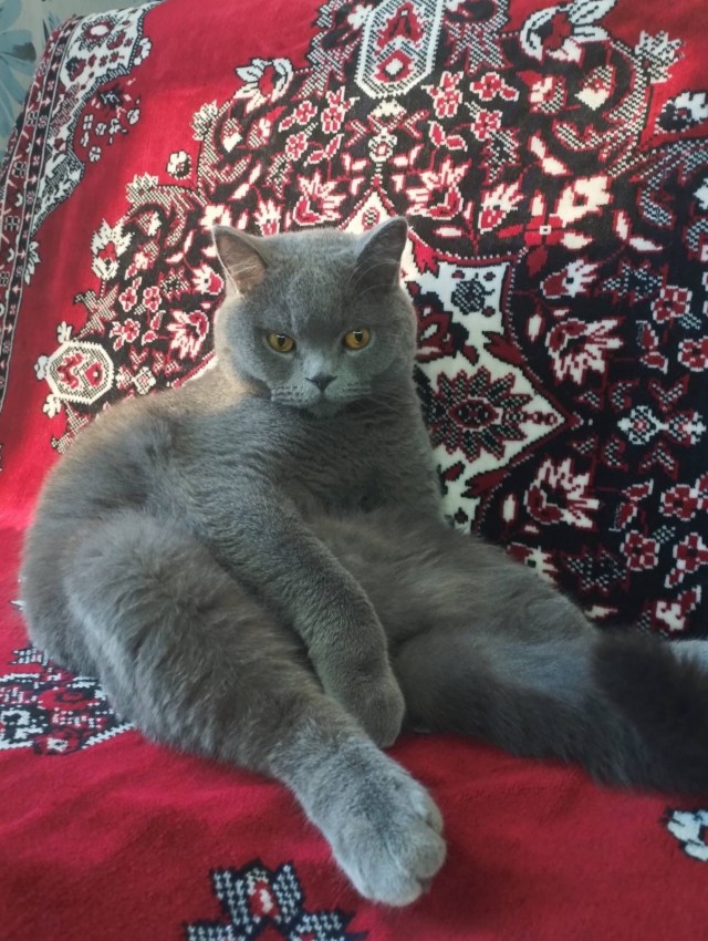 Котофторник жеж