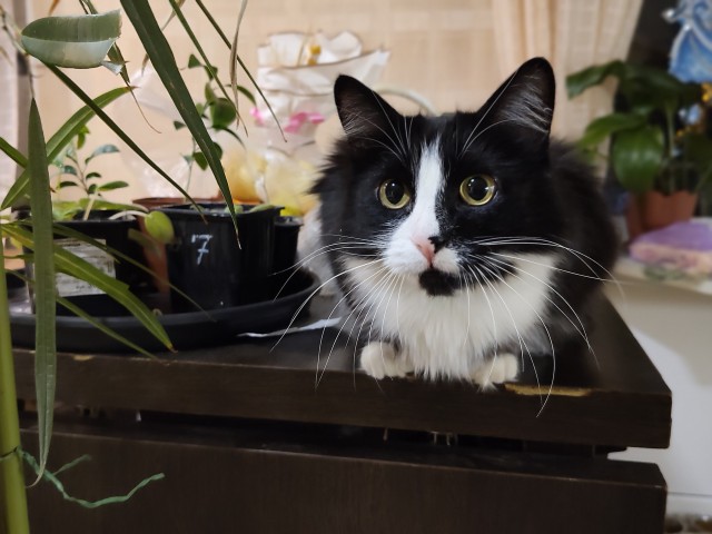 А котовторник уже пришёл?