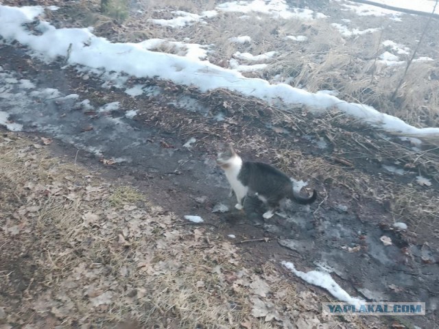 Жизнь домашнего приюта для котеек 574