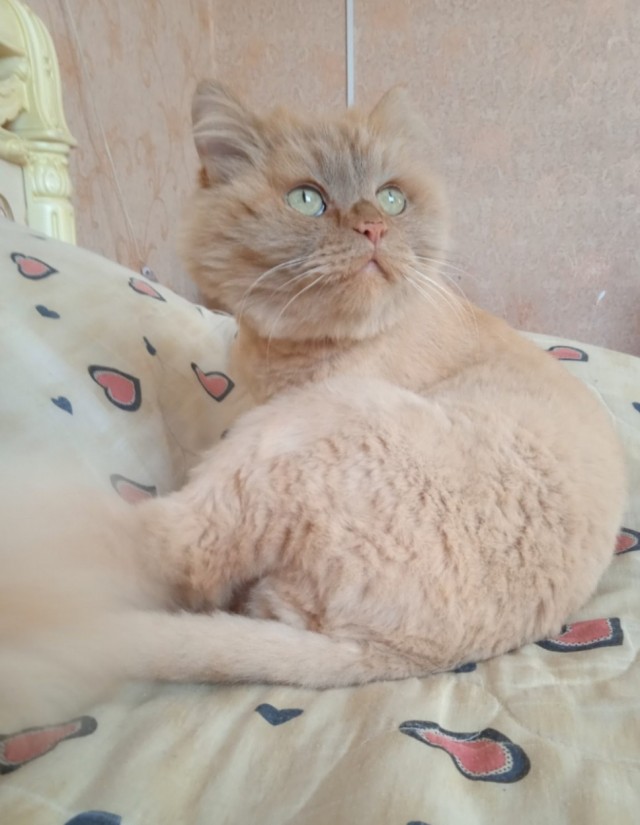 Наши коты