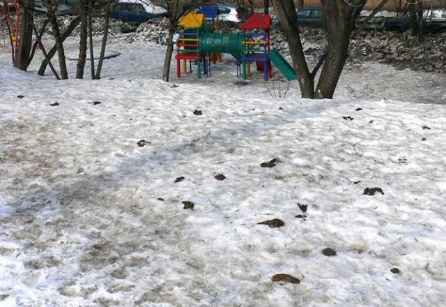 Собакочетверг же, но кошку из фото не выкинешь