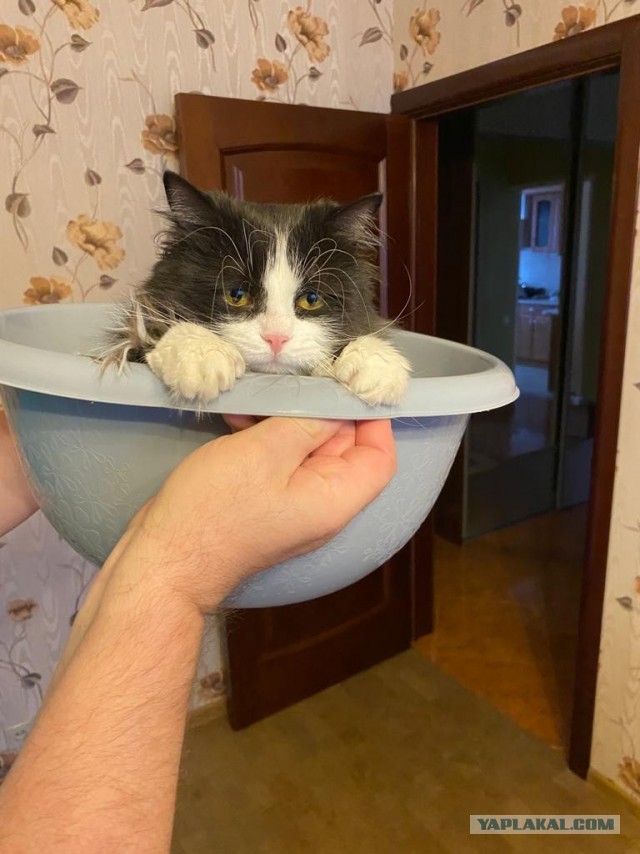 Котовторник