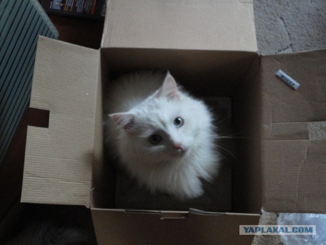 Котовторник  30.07.2013