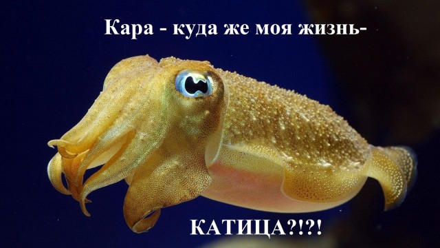 Детёныш каракатицы маскируется.