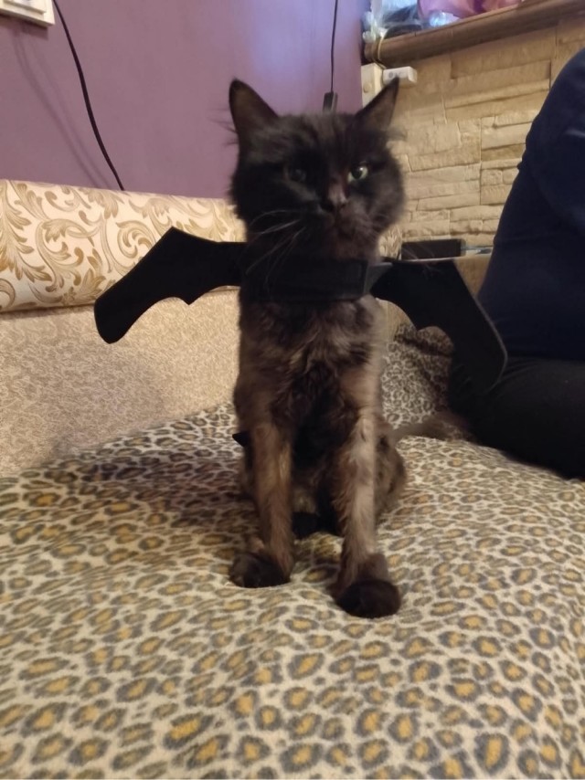Лучший костюм для кота