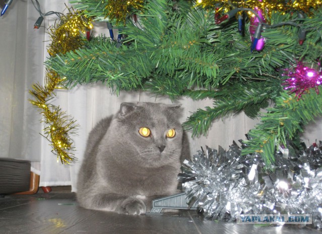 Котовторник   31.12.  2013