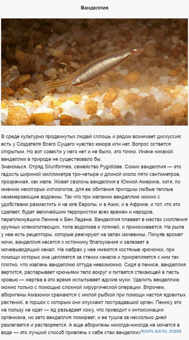 Существа, которых стоит бояться