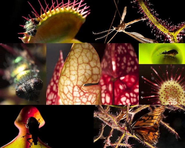 Выставка хищных растений в Колумбии