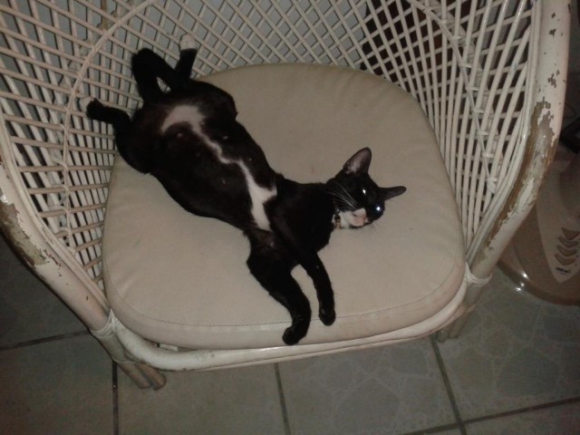 Котовторник 10.06.2014