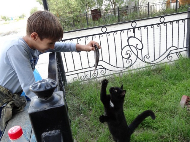 Котейка