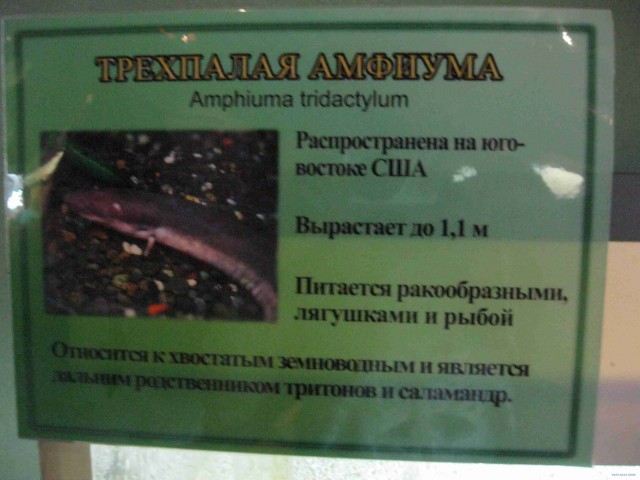 Поход за хорошим настроением