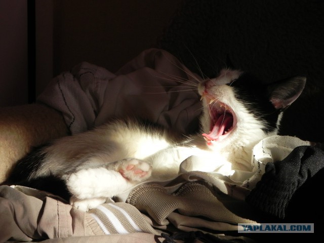 А у тебя есть фото твоей зевающей котейки ?