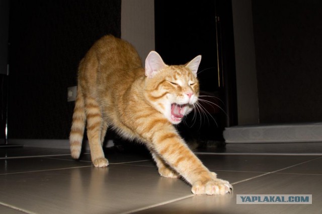 А у тебя есть фото твоей зевающей котейки ?