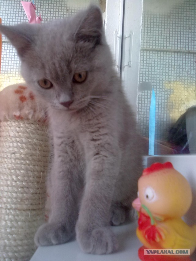 В нашем доме поселился замечательный