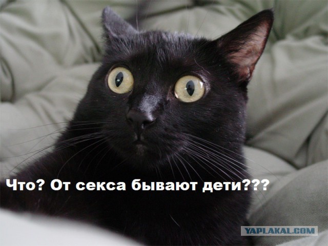 Популярные мемы на ЯПе