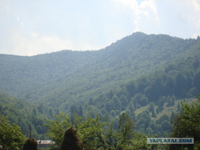 Горганы