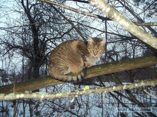 Жизнь домашнего приюта для котеек 44