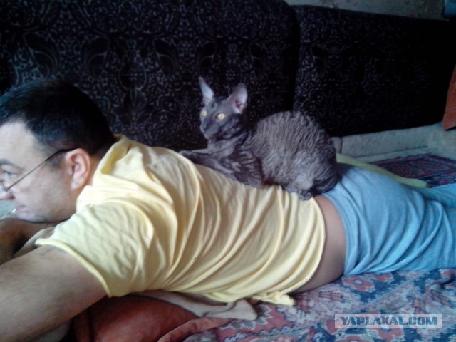 Котовторник 20.01.2015