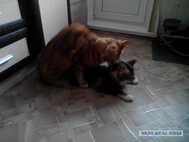 Котовторник 27.01.2015